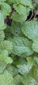 A cool sprig of mint ready to pluck.
