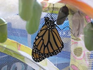 A brand new Monarch butterfly clings to a companion's chrysalis.
