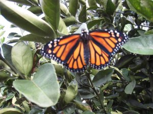 The first Monarch butterfly rests on the orange tree.