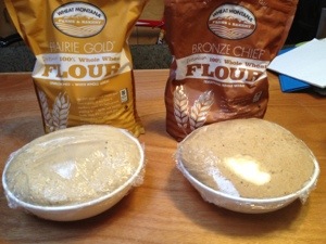 White whole wheat flour and traditional whole wheat flour. Pizza dough rising.