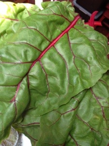Swiss chard. Love how big these get! 