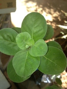 Courtesy of Steve's Gardening Services, a Native Hawaiian plant for participating in the whole series. 