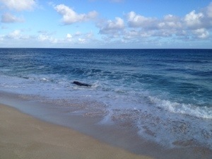 Fun waves at Pipeline at the start. Wheeeeee!