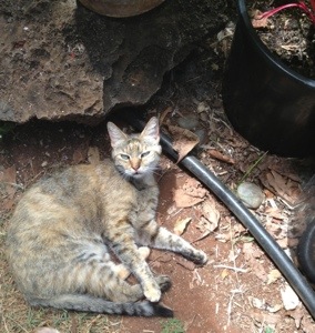 Kitty Girl, the last of three Bender kitty siblings, aka, Chief of Security.