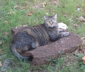 Comet blended in well with the rocks in our yard. 