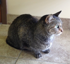 Comet's first visit to the doctor.