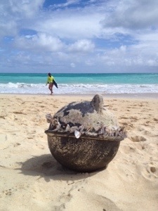 Barnacle Ball on the beach today. I touched it to see it was rubber. Didn't see any glass balls. It sure was windy! I was ready for anything! 