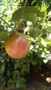 Lilikoi is taking advantage of my convalescence by going wild in the yard. 