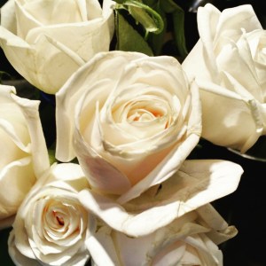 White roses from my expository writing students, class of 2015. A sweet moment. 