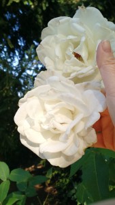 Portland is known as the City of Roses. These big white roses were outside our hotel room. This pic is for Sophie. Bloom, Kiddo! 
